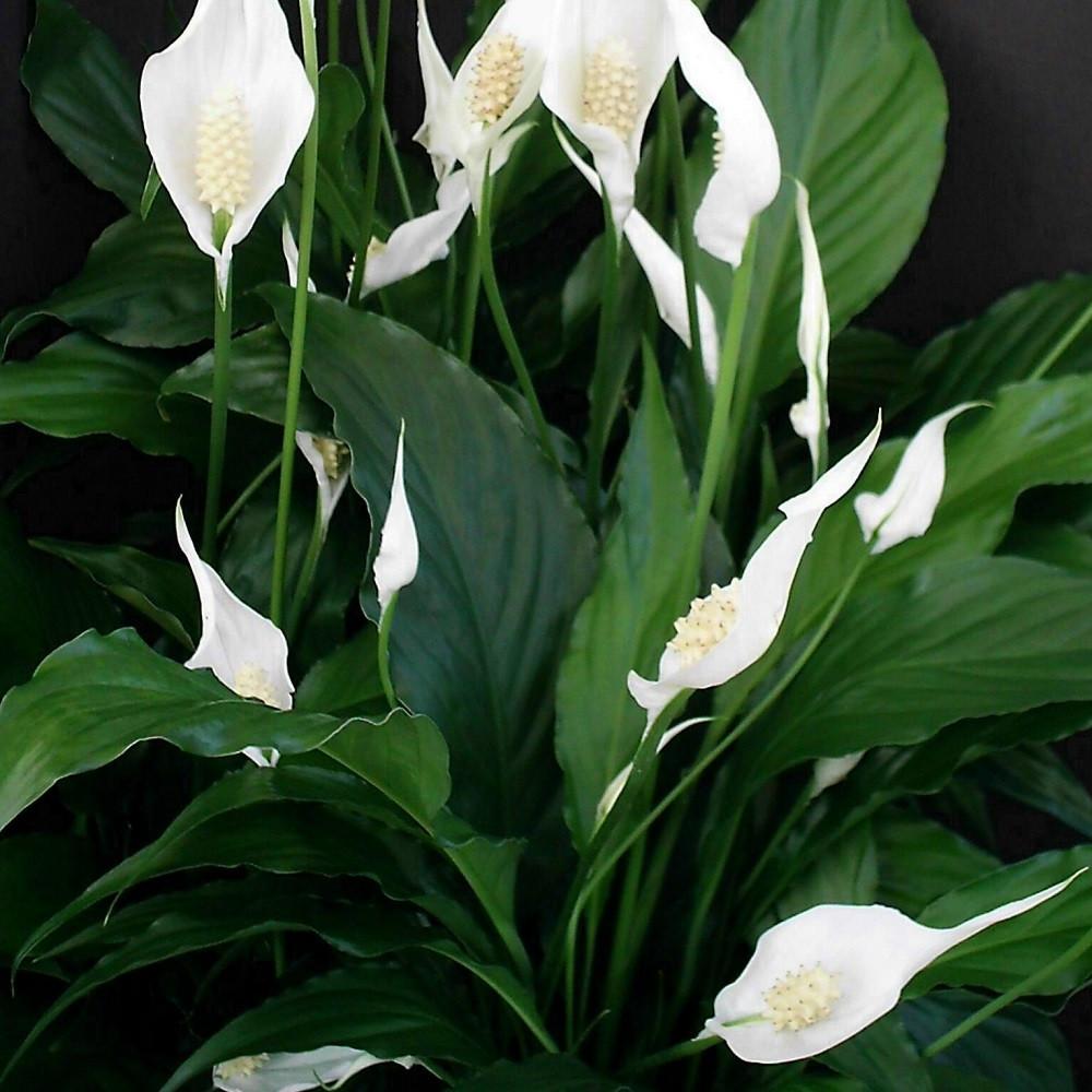 Спацифилумы. Спатифиллум Уоллиса (Spathiphyllum wallisii). Спатифиллум Сильвер Голд.